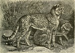 cheetah (Acinonyx jubatus)