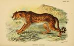 cheetah (Acinonyx jubatus)