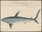 oceanic whitetip shark (Carcharhinus longimanus)