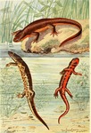 orange-bellied newt (Taricha torosa), Sardinian brook salamander (Euproctus platycephalus), Japa...