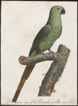 rose-ringed parakeet (Psittacula krameri)