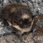 northern bat (Eptesicus nilssonii)