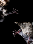 northern bat (Eptesicus nilssonii)
