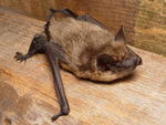 serotine bat (Eptesicus serotinus)