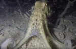 musky octopus (Eledone moschata)