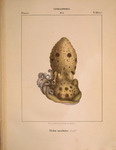 musky octopus (Eledone moschata)