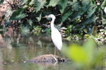 dimorphic egret (Egretta dimorpha)