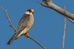 red-footed falcon (Falco vespertinus)