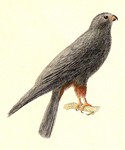 red-footed falcon (Falco vespertinus)