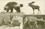 wolverine (Gulo gulo), moose (Alces alces), polar bear (Ursus maritimus), white-tailed deer (Odo...