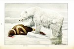 polar bear (Ursus maritimus), ribbon seal (Histriophoca fasciata)