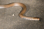 Mozambique spitting cobra (Naja mossambica)