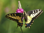 anise swallowtail (Papilio zelicaon)