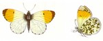 orange tip butterfly (Anthocharis cardamines)