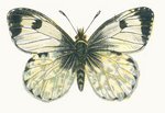 orange tip butterfly (Anthocharis cardamines) female