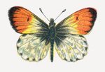 orange tip butterfly (Anthocharis cardamines) male