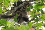 Sanford's brown lemur (Eulemur sanfordi)