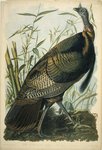 wild turkey (Meleagris gallopavo)
