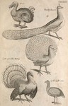 dodo (Raphus cucullatus), Indian peafowl (Pavo cristatus), wild turkey (Meleagris gallopavo), he...