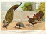 Indian peafowl (Pavo cristatus), helmeted guineafowl (Numida meleagris), vulturine guineafowl (A...
