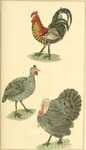 domesticated turkey (Meleagris gallopavo)