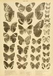 Lepidoptera Niepeltiana - Butterflies
