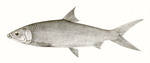 milkfish (Chanos chanos)