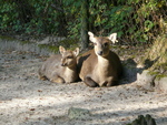 Bawean hog deer (Hyelaphus kuhlii)
