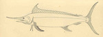 Atlantic blue marlin (Makaira nigricans)