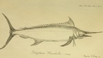 Atlantic blue marlin (Makaira nigricans)