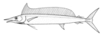 shortbill spearfish (Tetrapturus angustirostris)
