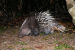 Malayan porcupine (Hystrix brachyura)