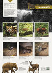 ...eopard (Panthera pardus fusca), Indian muntjac (Muntiacus muntjak), Asian palm civet (Paradoxuru