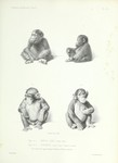 western gorilla (Gorilla gorilla), common chimpanzee (Pan troglodytes)