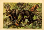 ...western hoolock gibbon (Hoolock hoolock), common chimpanzee (Pan troglodytes), western gorilla (
