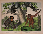 ...common chimpanzee (Pan troglodytes), Bornean orangutan (Pongo pygmaeus), lar gibbon (Hylobates l