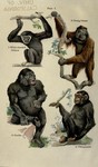...lar gibbon (Hylobates lar), Bornean orangutan (Pongo pygmaeus), western gorilla (Gorilla gorilla
