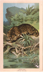 jaguar (Panthera onca)