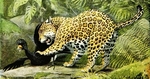 jaguar (Panthera onca), black curassow (Crax alector)