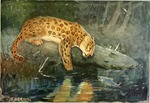 jaguar (Panthera onca)