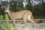 Florida panther (Puma concolor coryi)