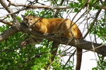 cougar, mountain lion (Puma concolor)