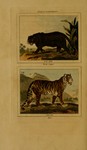 cougar (Puma concolor), tiger (Panthera tigris)