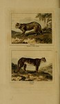 jaguar (Panthera onca), cougar (Puma concolor)