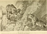 cougar (Puma concolor), bighorn sheep (Ovis canadensis)