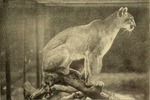 cougar (Puma concolor)