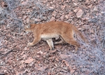 North American cougar (Puma concolor couguar)