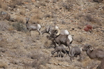 desert bighorn sheep (Ovis canadensis nelsoni)