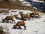 bighorn sheep (Ovis canadensis)