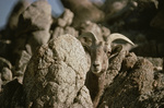 desert bighorn sheep (Ovis canadensis nelsoni)